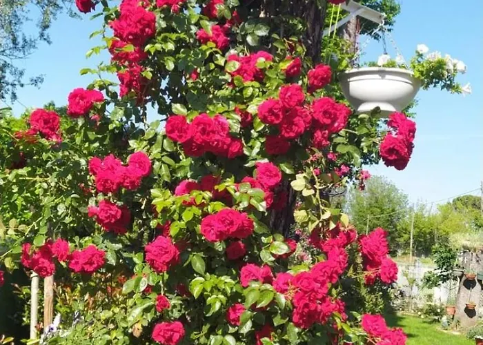 Pansiyon Casa Di Igor *