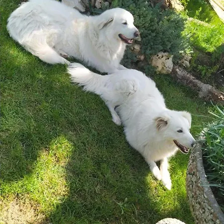 Privatunterkunft Casa Di Igor Casemurate