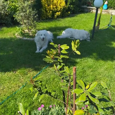 Homestay szállás Casa Di Igor