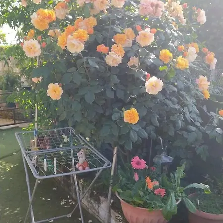 Casa Di Igor Casemurate