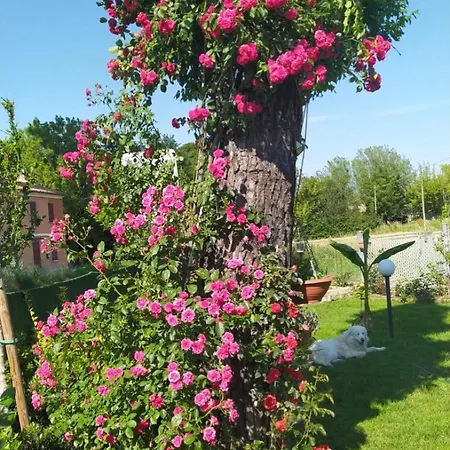 Casa Di Igor * Casemurate