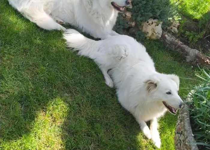 Kwatera prywatna Casa Di Igor Casemurate